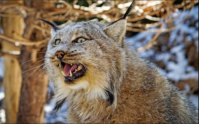 Lynx Fight